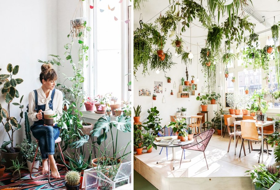 Фитодизайн монстера