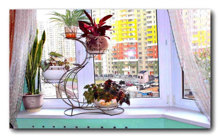 Цветы в интерьере старшая группа