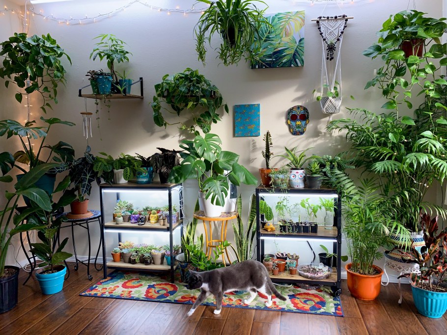 Растения в интерьере Санкт-Петербург