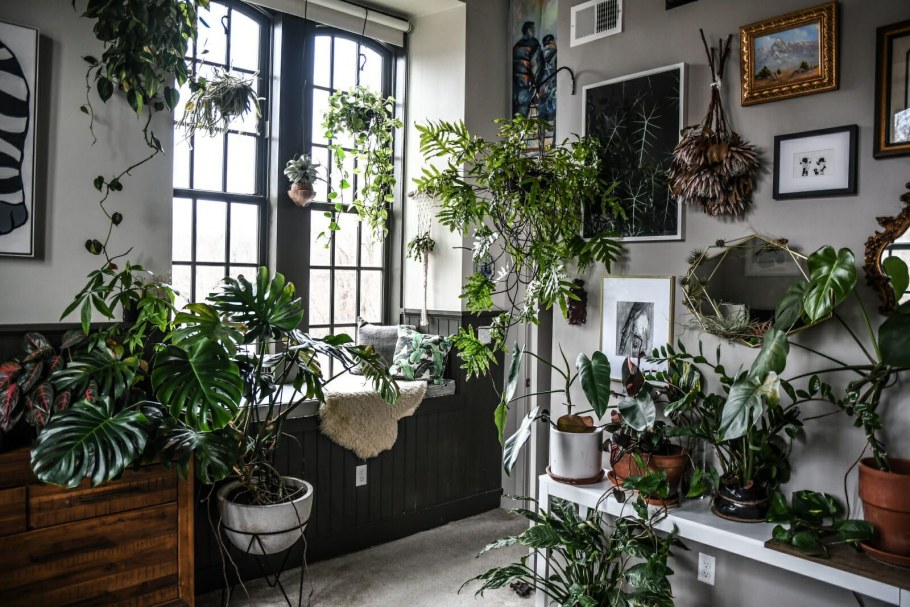 Комнатные растения в интерьере