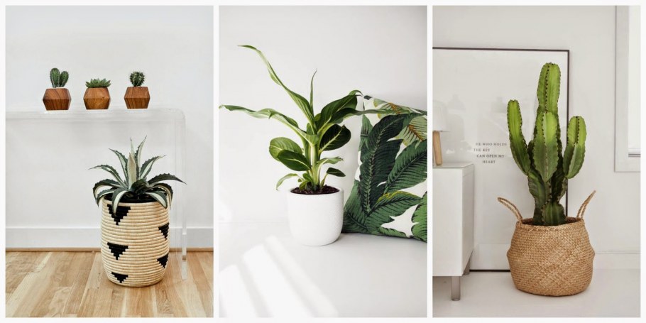 Самые популярные комнатные растения 2021