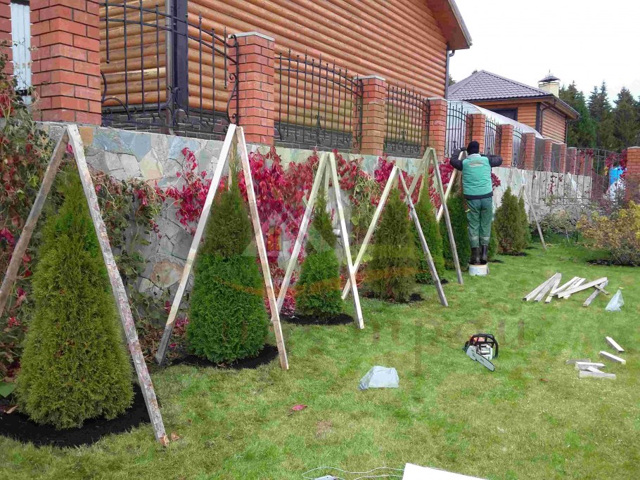 Укрытие туи на зиму