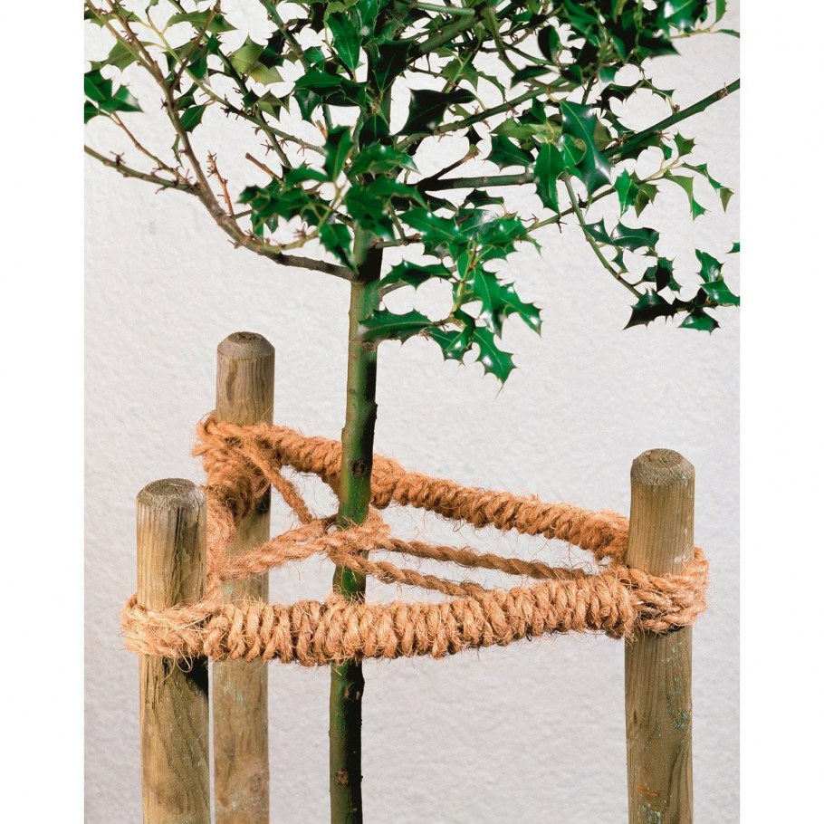 Кедр Сибирский 5-ти Летка