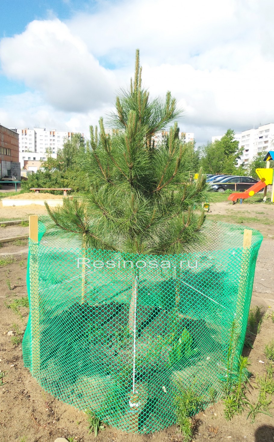 Ограждение для ёлки саженца