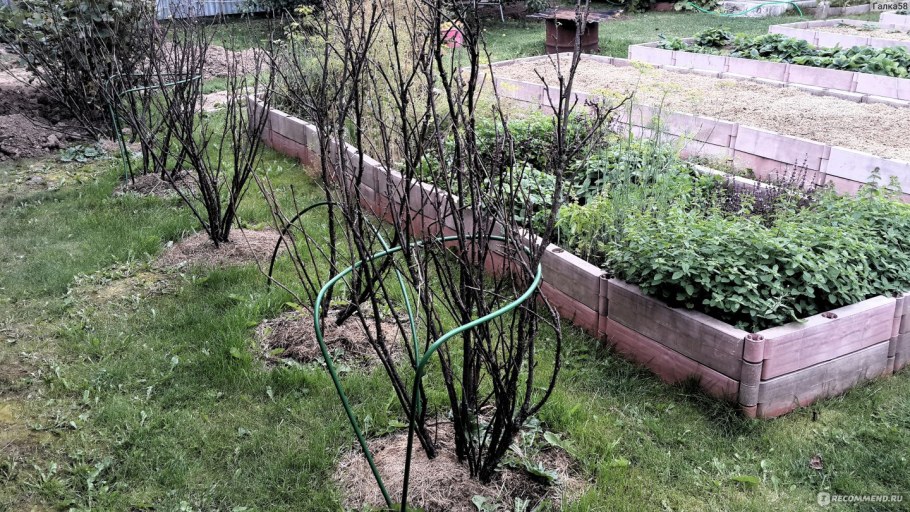 Сетка для защиты саженцев