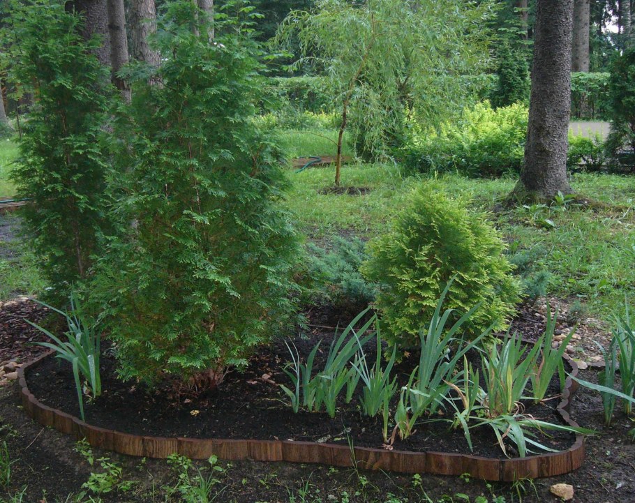 Ежемалина Кимберли шпалера