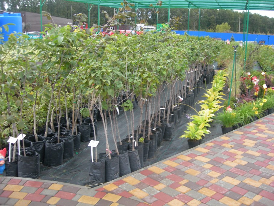 Мичуринские саженцы Тамбовская