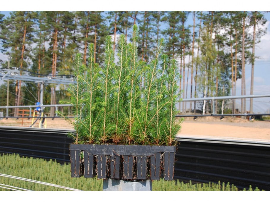 Смородина в огороде