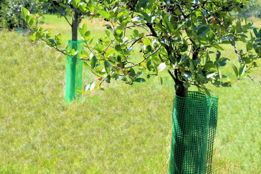 Изгородь для молодых деревьев