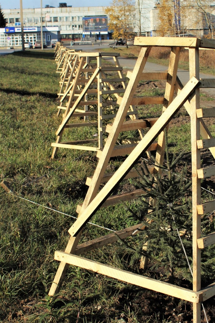 Питомник Псков зеленый остров