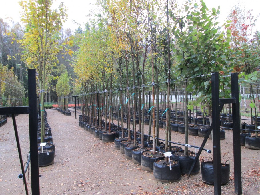 Стойки для саженцев деревьев