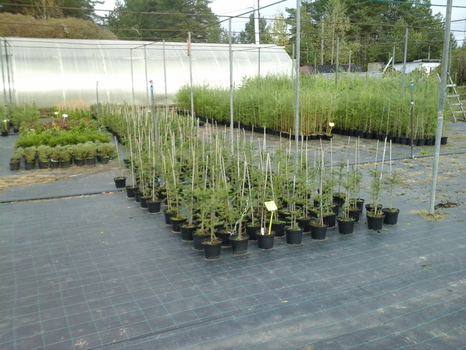 Огороженная колышками территория