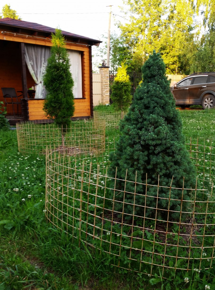 Контейнеры для растений