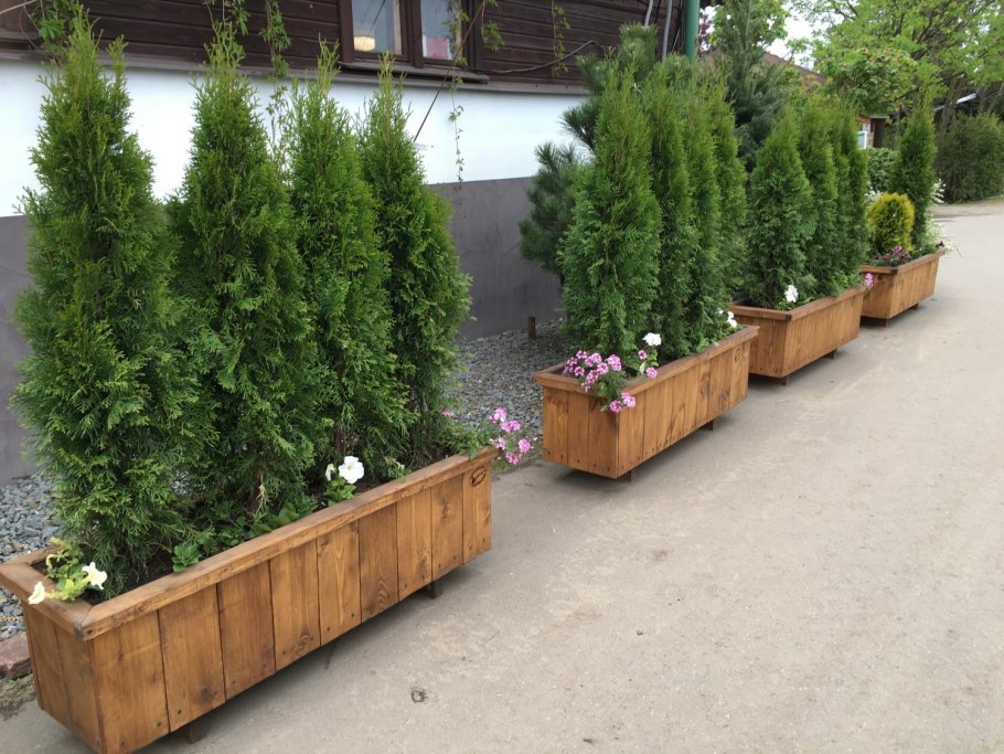 Шпалера пирамида