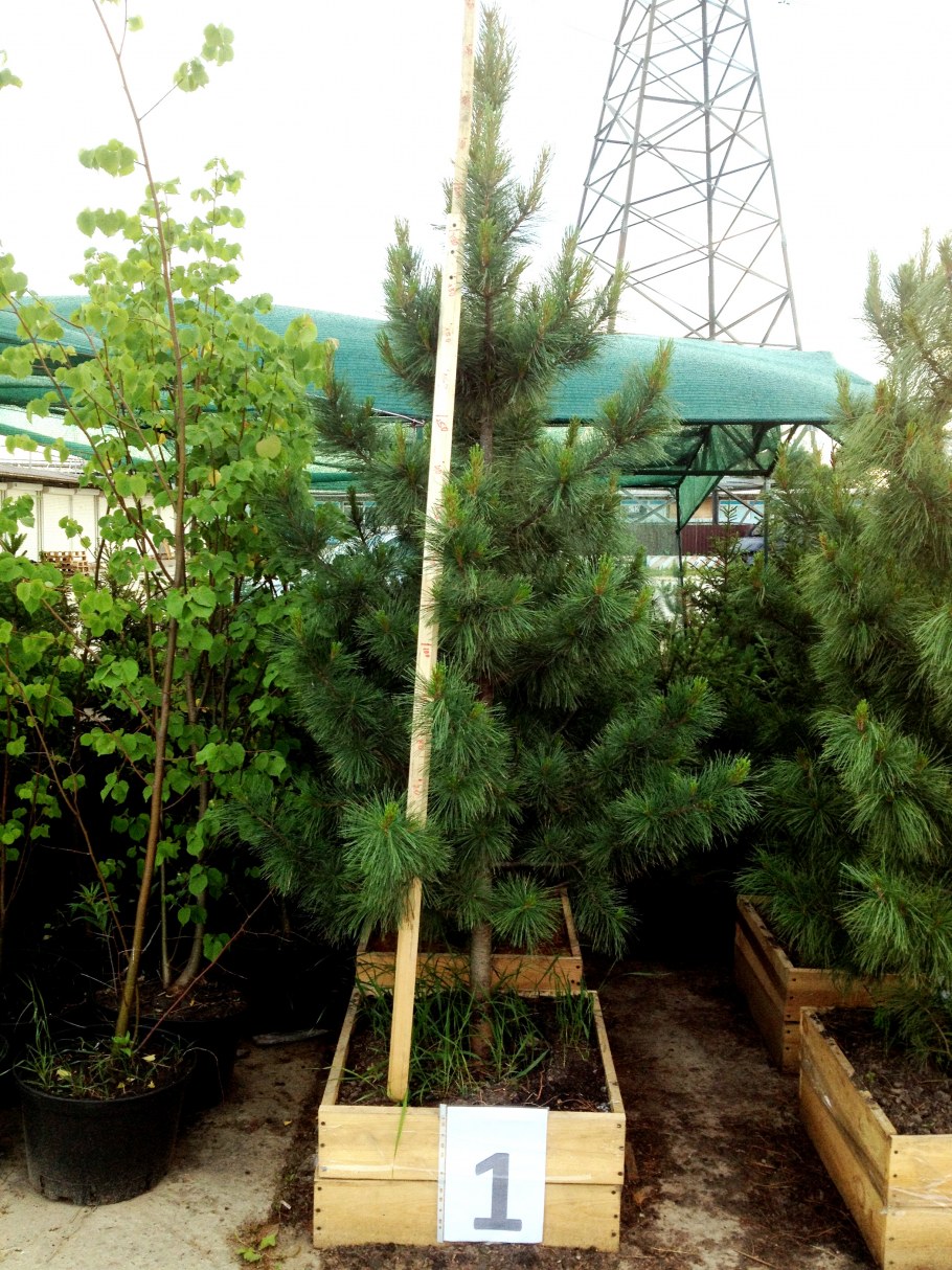 Приствольное ограждение