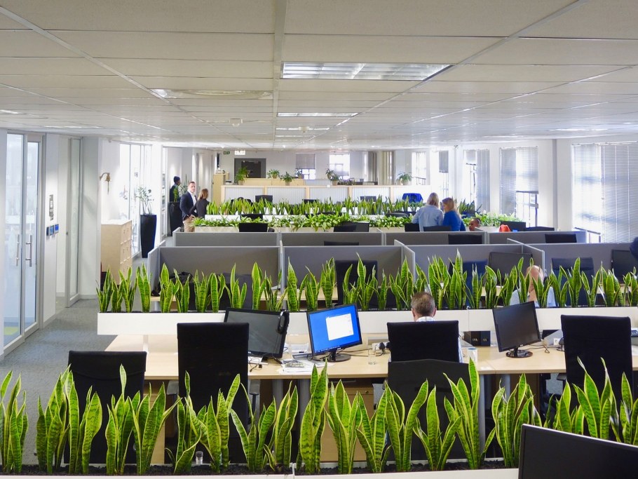 Офисное Озеленение