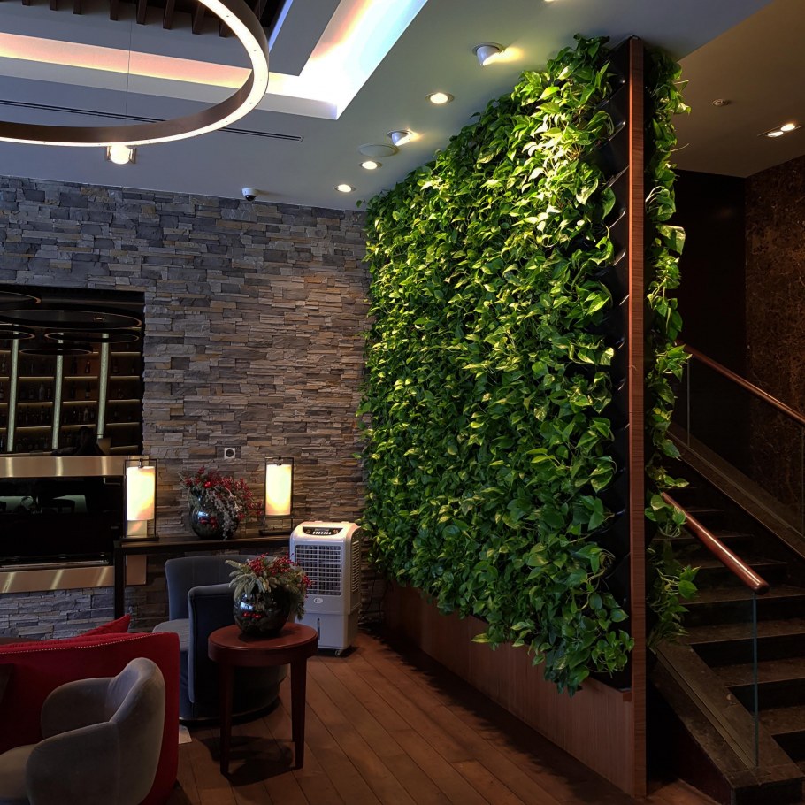 Калатея фитостена