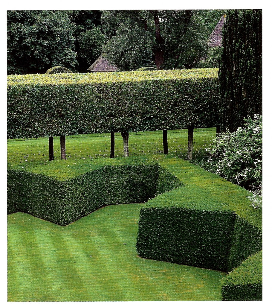 Carpinus betulus изгородь