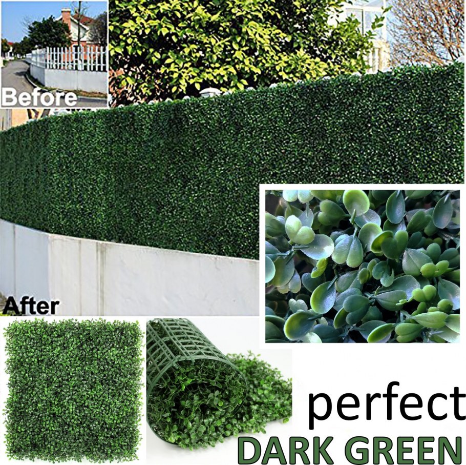 Самшит вечнозеленый Живая изгородь