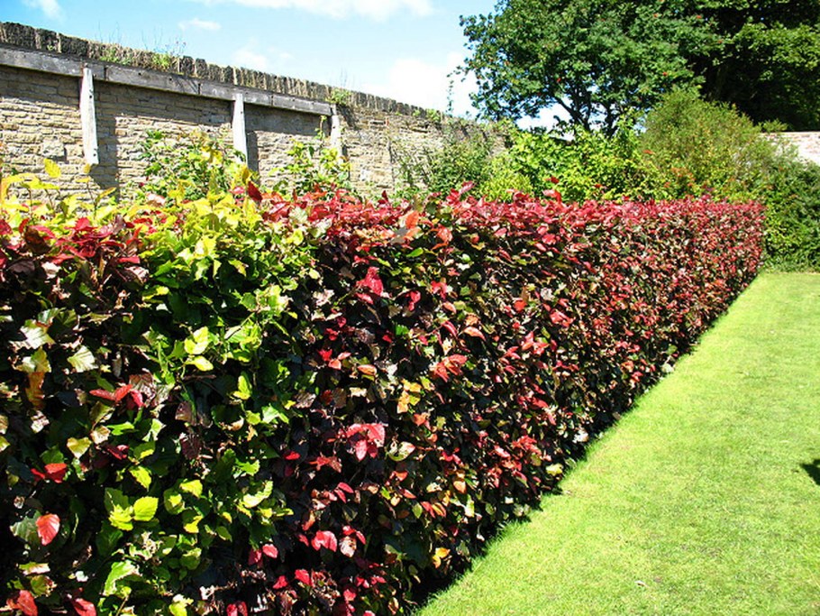 Ивница Живая изгородь