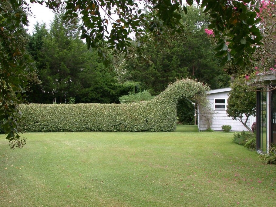 Бирючина Живая изгородь