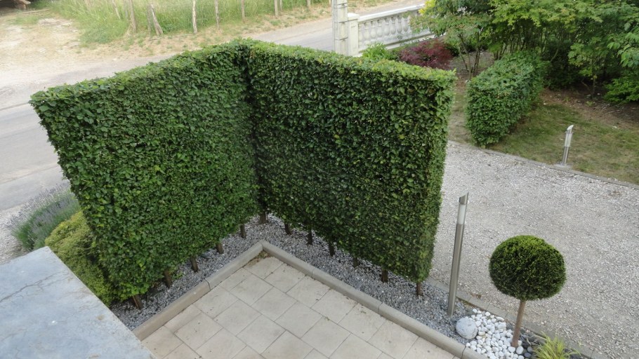 Тис ягодный Живая изгородь