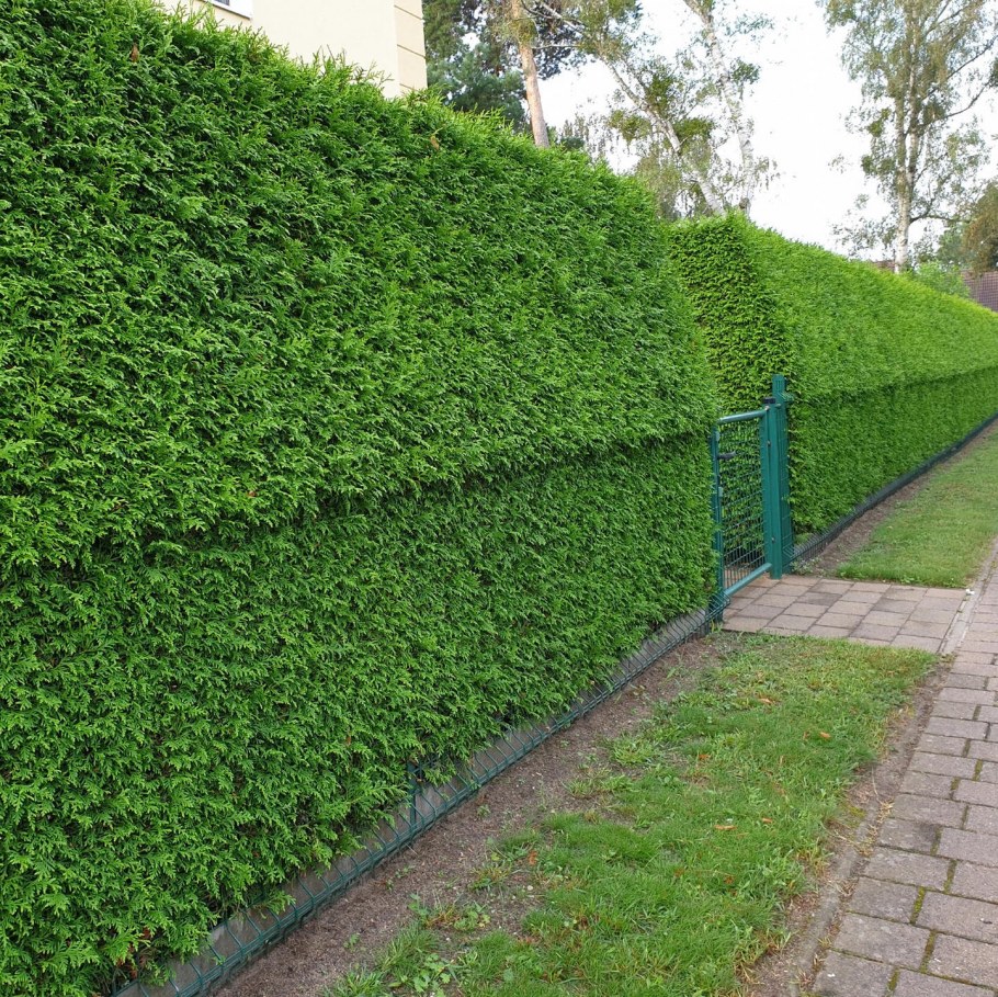 Дизайнерская Живая изгородь
