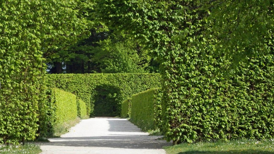 Живая изгородь туя дерен