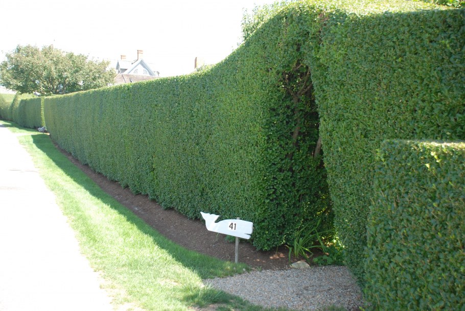 Живая изгородь хвойные и лиственные