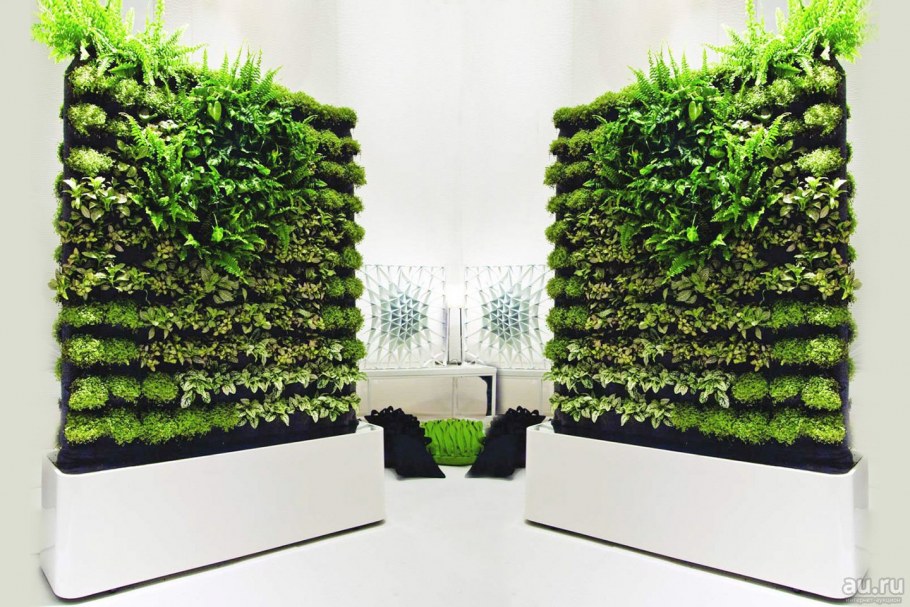 Фитостена аэропоника