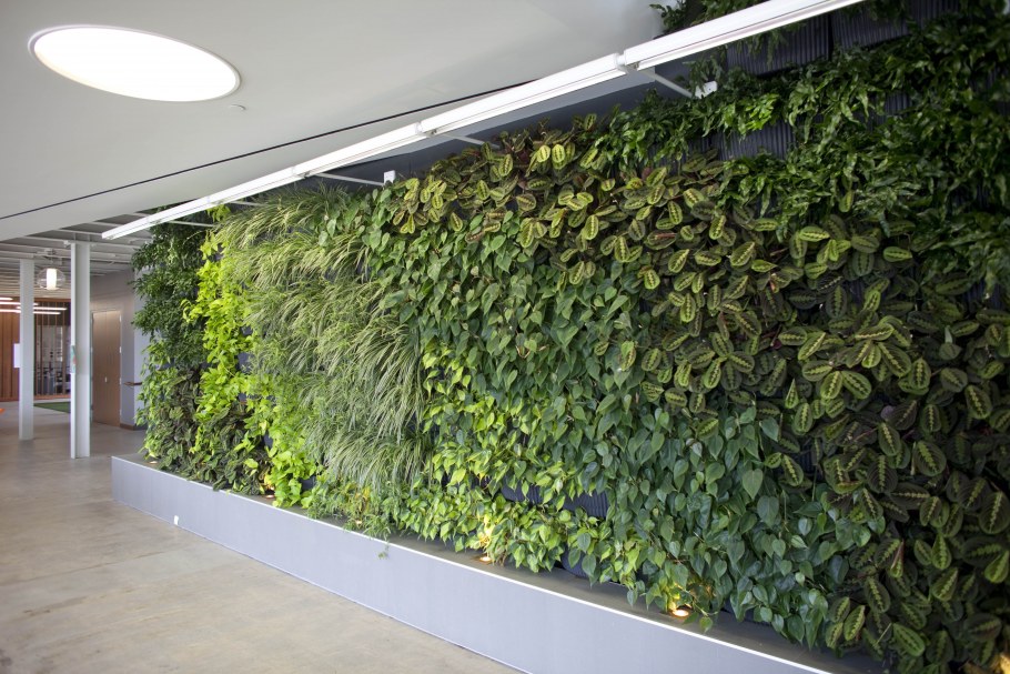 Фитостена с папоротником