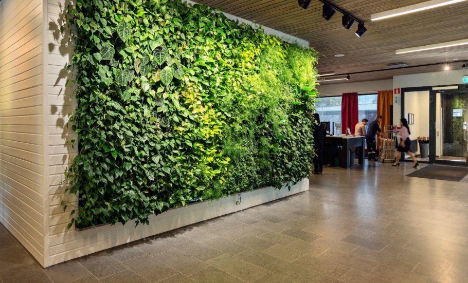 Бюро фитодизайна фикус