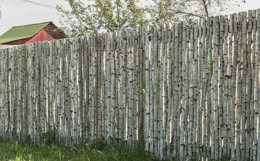 Березовый забор