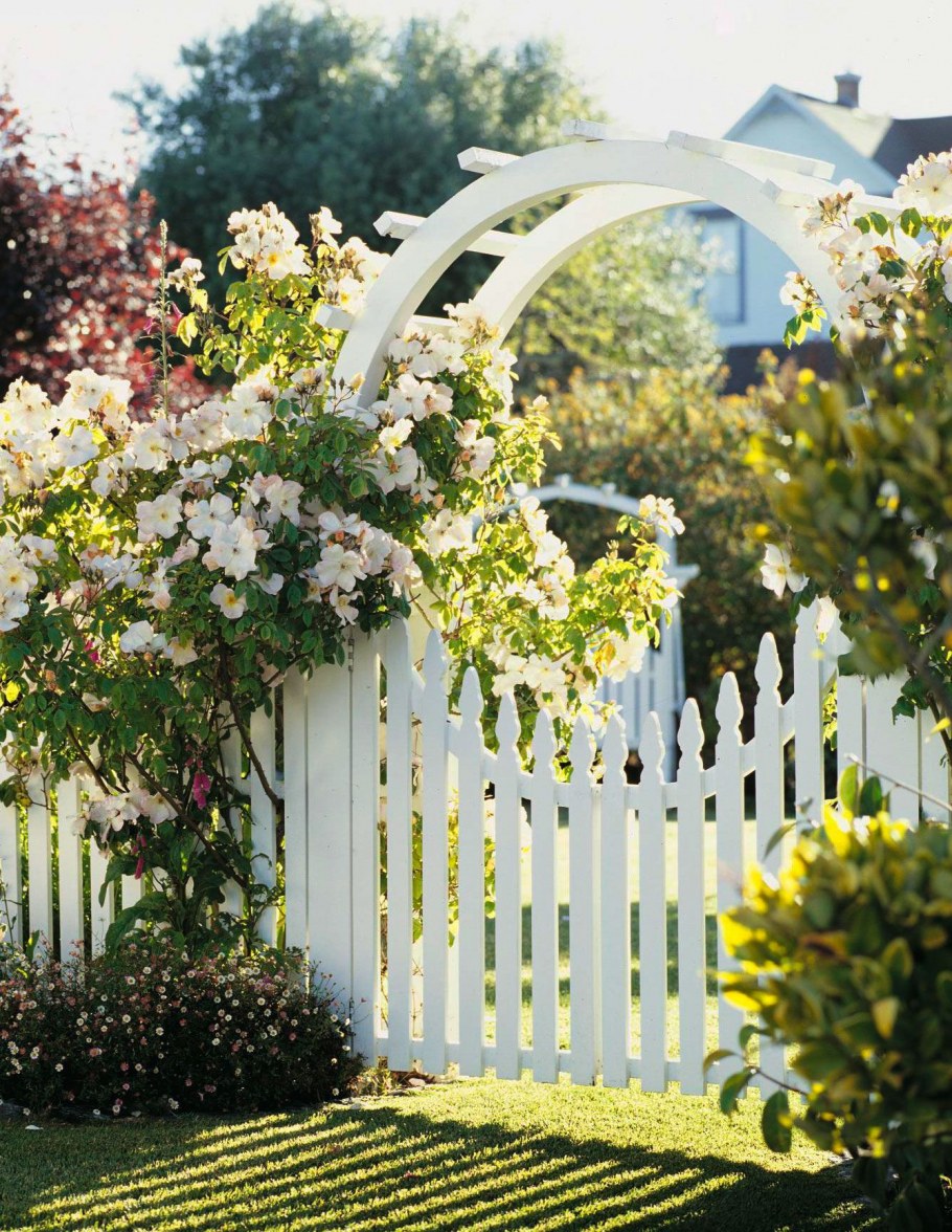 Сад Дэвида Остина в Англии