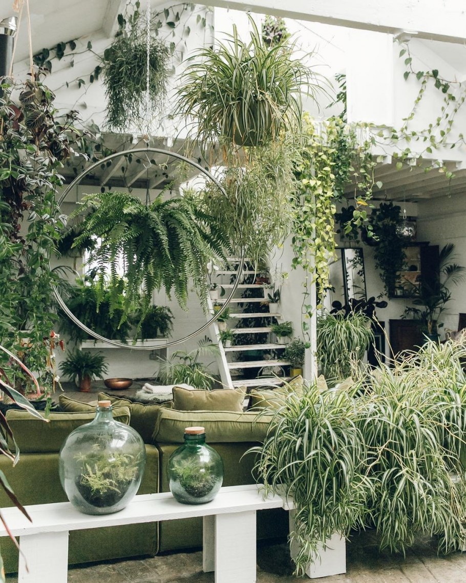Озеленение комнаты растениями