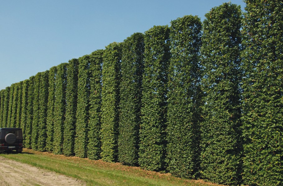 Carpinus betulus изгородь