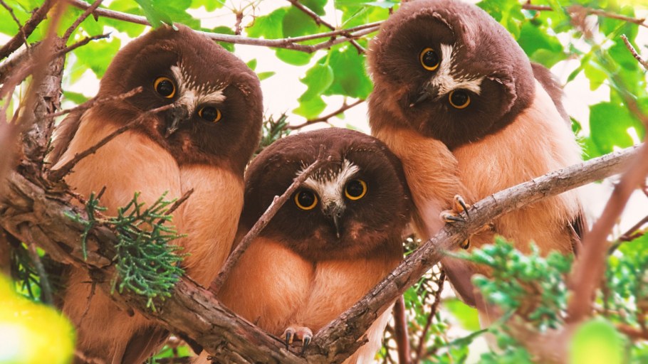 Детские фотообои с животными