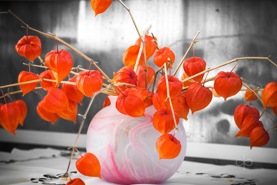 Физалис Кудесник