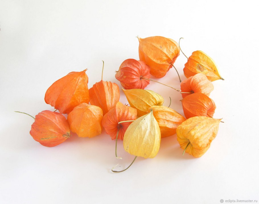 Натюрморт с физалисом