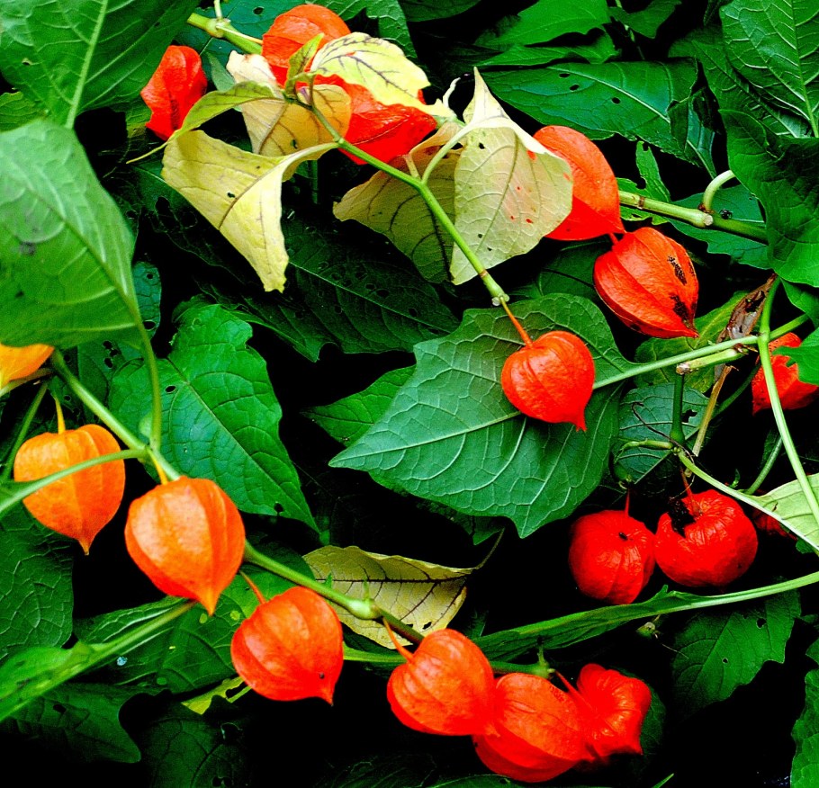 Физалис в горшке