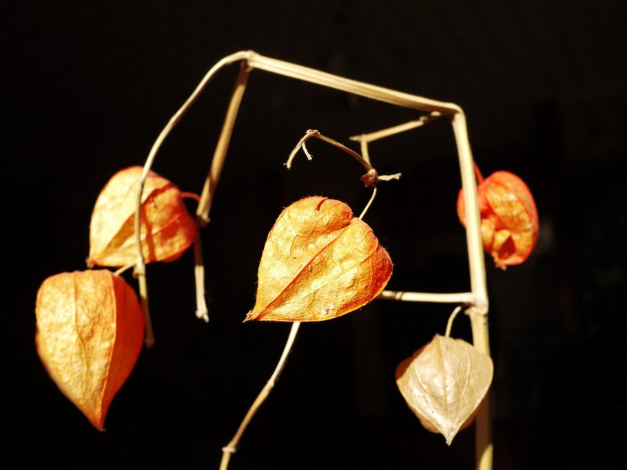 Физалис изюмный