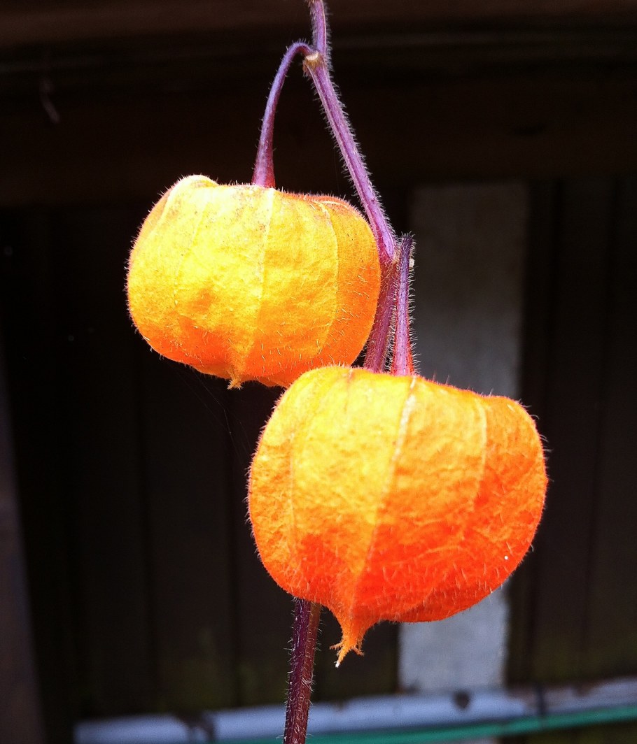 Икебана с физалисом