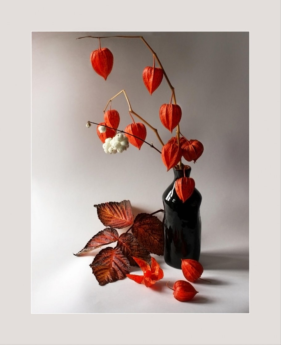 Физалис змеи