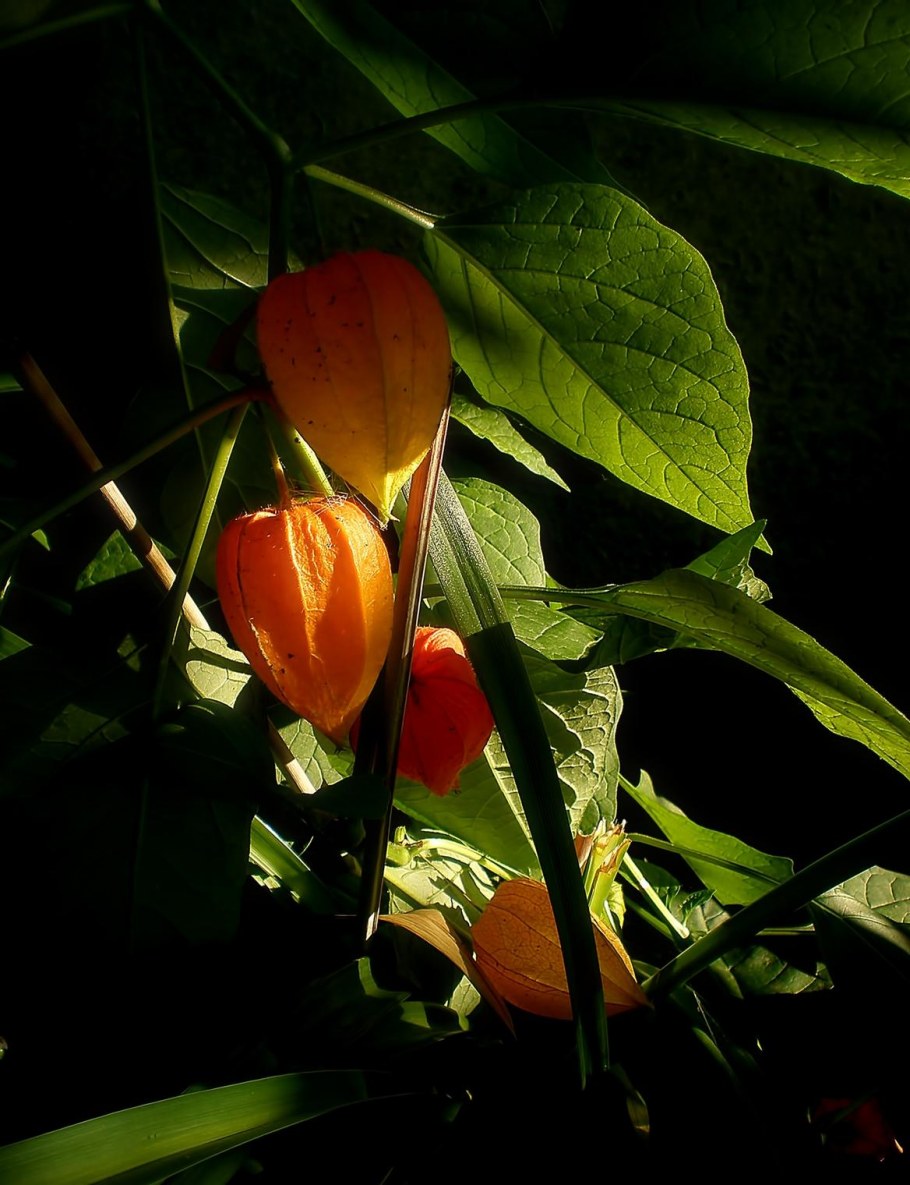 Физалис изюмный сюрприз