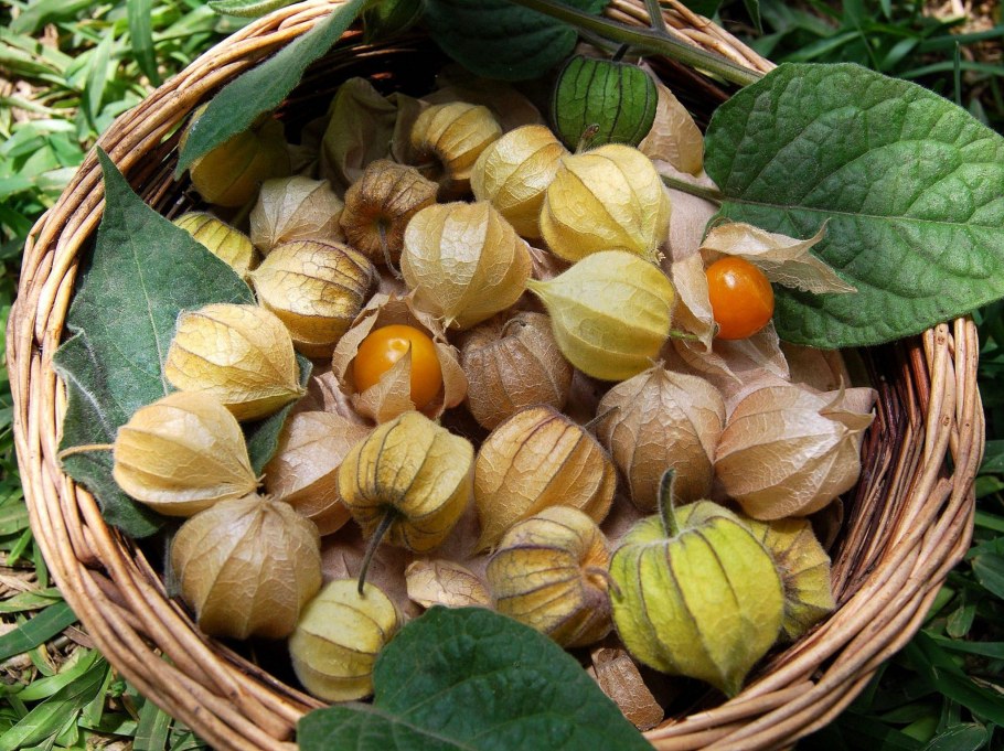 Физалис фонарики