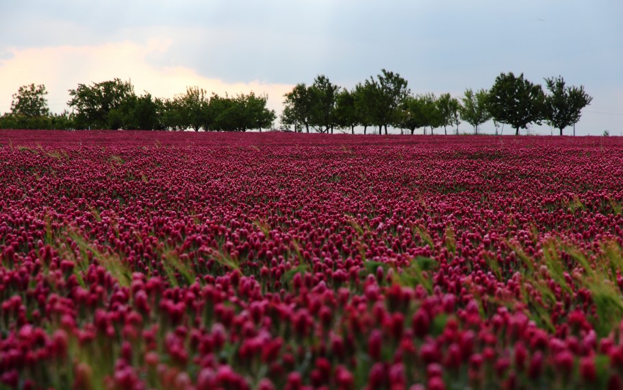 Цветочные поля в Чехии