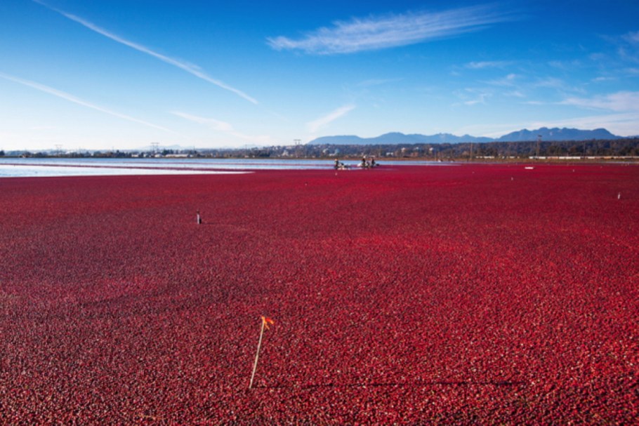Северная клюква Канада