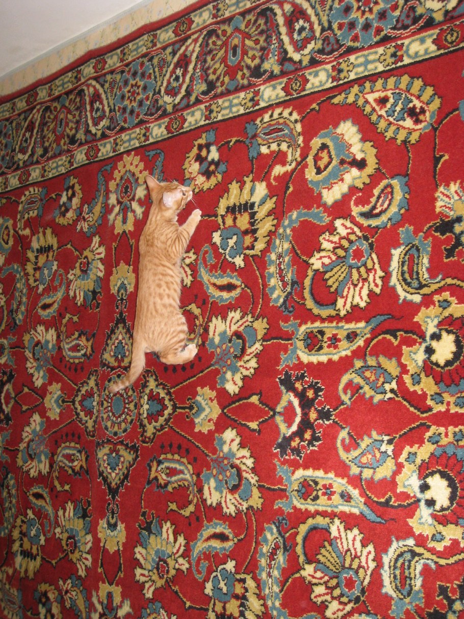 Ковер на стене прикол