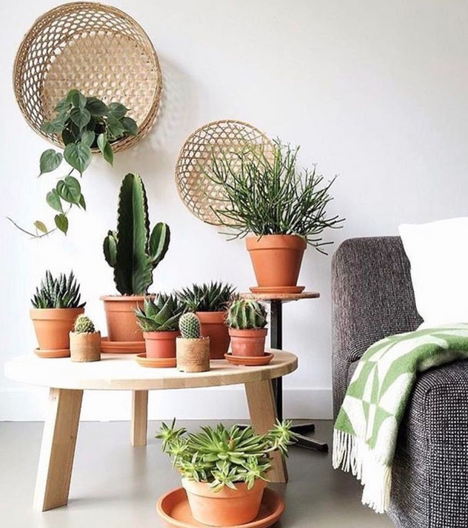 Декоративные растения для комнаты