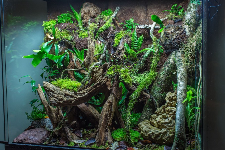 Палюдариум тропики